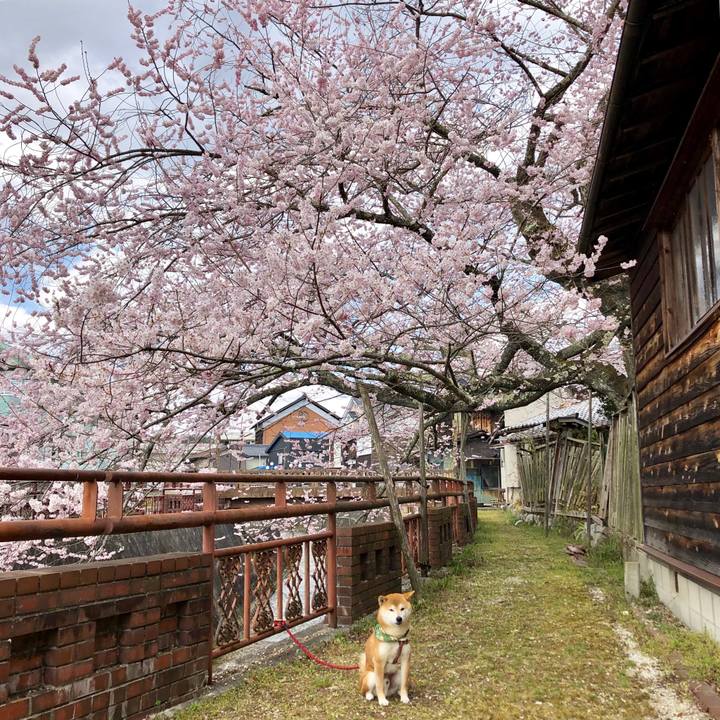 B65a379a cc88 4e8f acec 72c444a5eef9 1554713518853