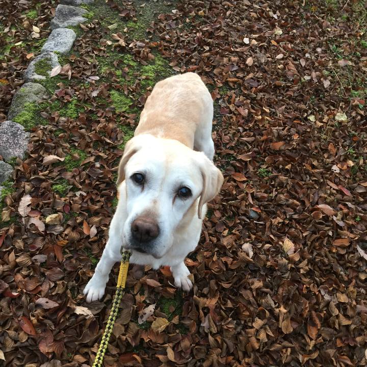 B65dd7f4 a0a6 4471 84b6 0a2beec3abcb 1542325542017