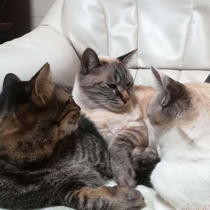 B660a679 c482 480a 966a 52041b00e2a7 1570881426932