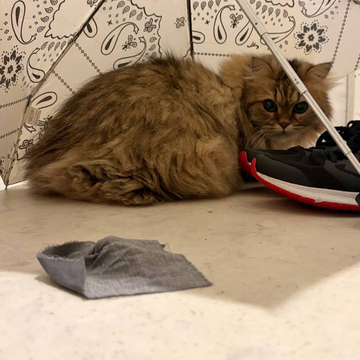 B666f2a2 cf2c 4bef af56 3ef48f0a44a7 1776380005712