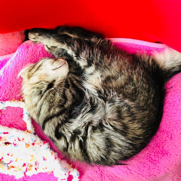 B66939a5 1403 43eb 8043 40bdde94f783 1519281827609