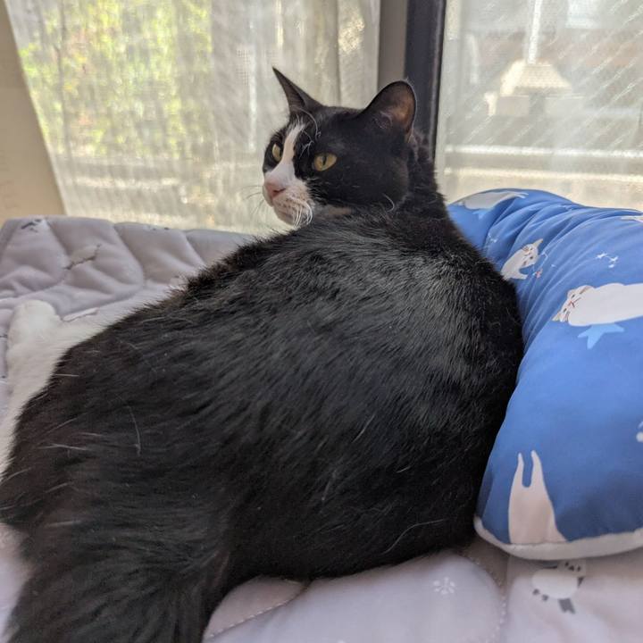 B66ca106 1274 4551 8685 c1a04f6c551d 1754461114893