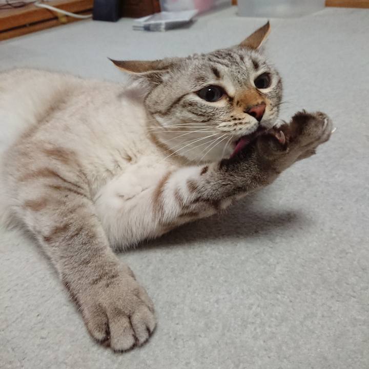 B66dc06d 7c36 43b6 8e62 450da62c398a 1565529144473