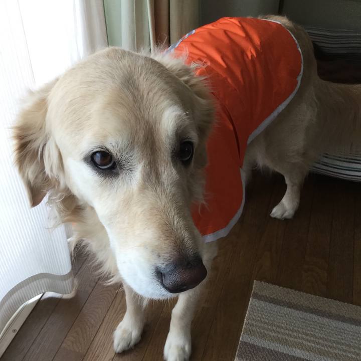 B66f7bc1 1925 4687 9953 4cf05cf8bd3b 1511406448719