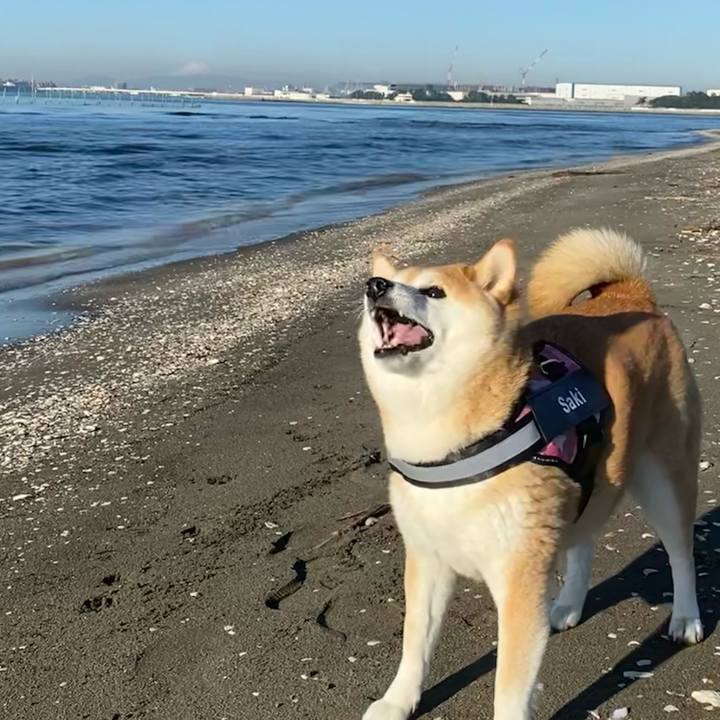 B6790670 72ba 4249 879a 9b6de17dd1f6 1634948852224