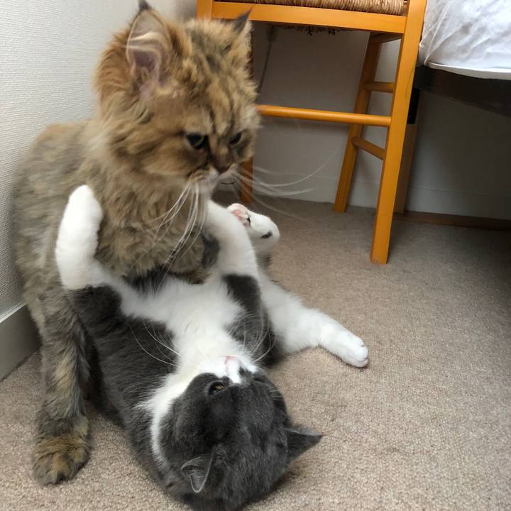 B679eada c596 4a2a 855d ef98e468598b 1526429650332