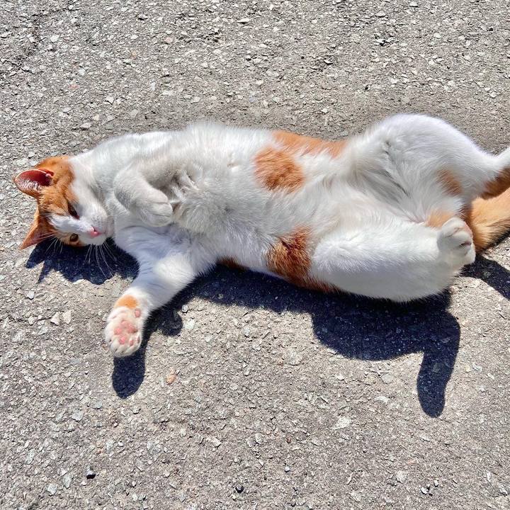 B68266f4 3586 422d a285 b94d850126b0 1649489714077