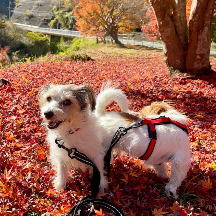 B6846146 2ead 4a87 a609 81e0175935ed 1764326861691