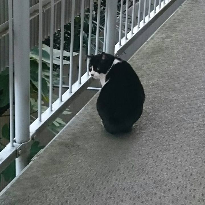 B6877103 e772 45a7 921b 0e4fada087d1 1511306178933