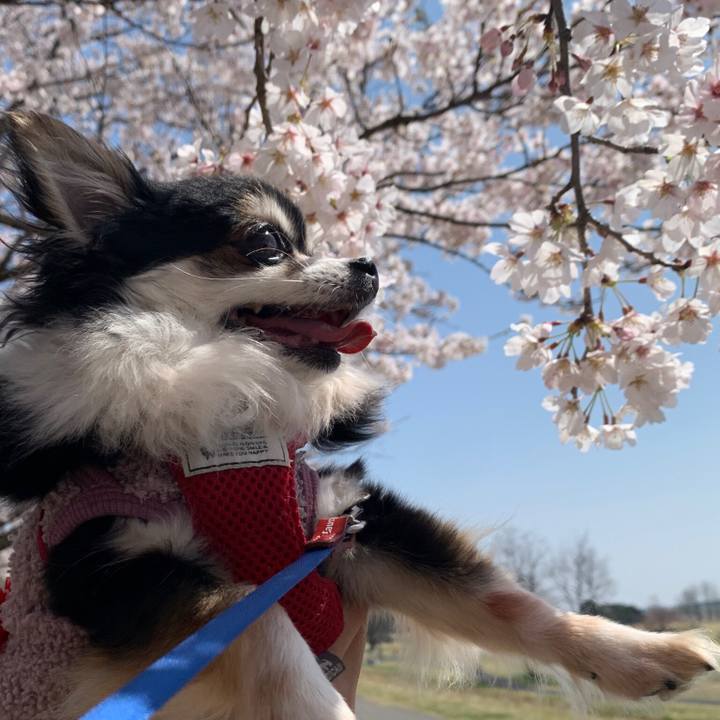 B6884a46 de2b 4e8a aa67 1aa1ab915958 1765342312220