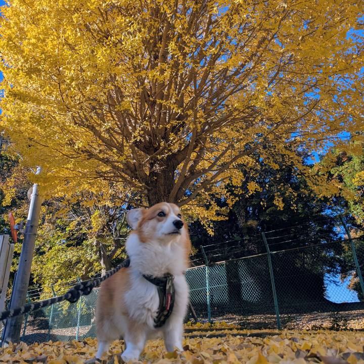 B688b473 4407 4e69 8336 392952ba0dd3 1763781304557