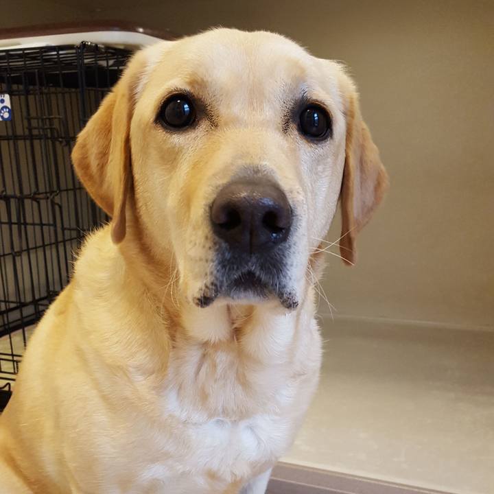 B68a6cdd 90bf 4f8f a7d6 6e94141501fa 1513739647548