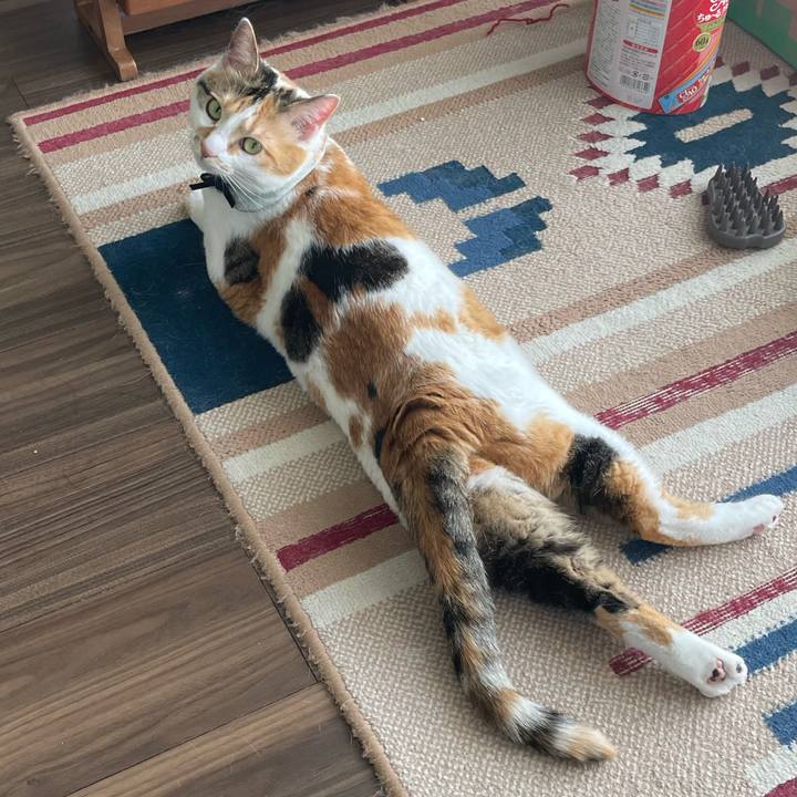 B68e40ce 3059 4b4e 8007 2a86d57c5ba9 1683095291392