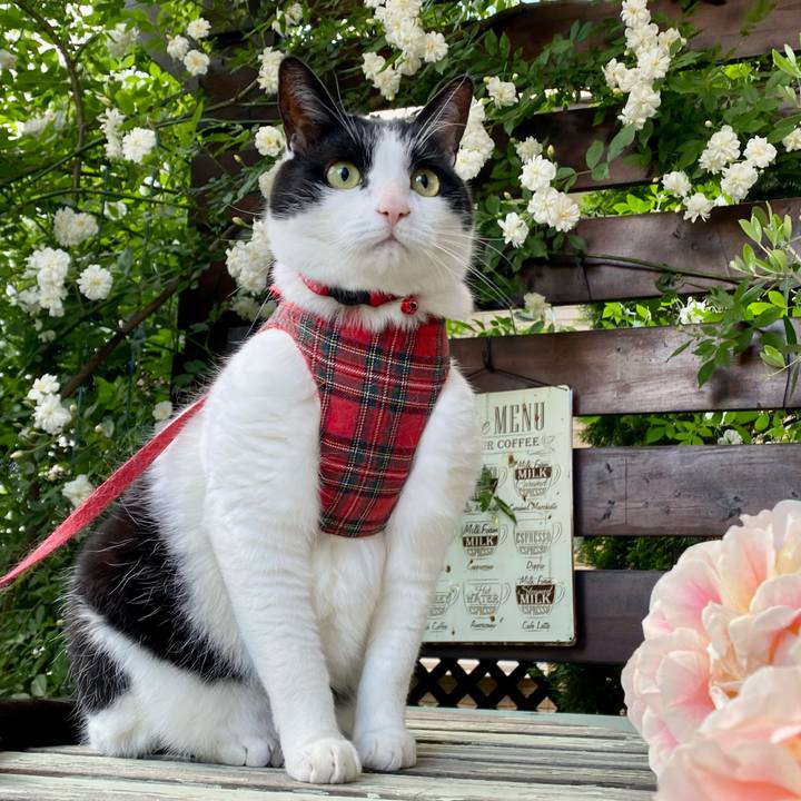 B690aea8 debe 485c 8aca 68526ca78480 1759232849516