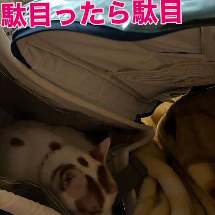 B691b09b 9c12 44a5 8d69 7309c7b723e9 1761668148703