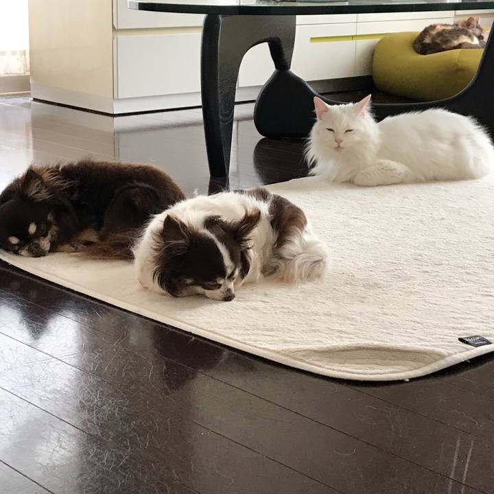 B693eed8 e81b 453c 84d0 0b6f9dda0b07 1556250712068