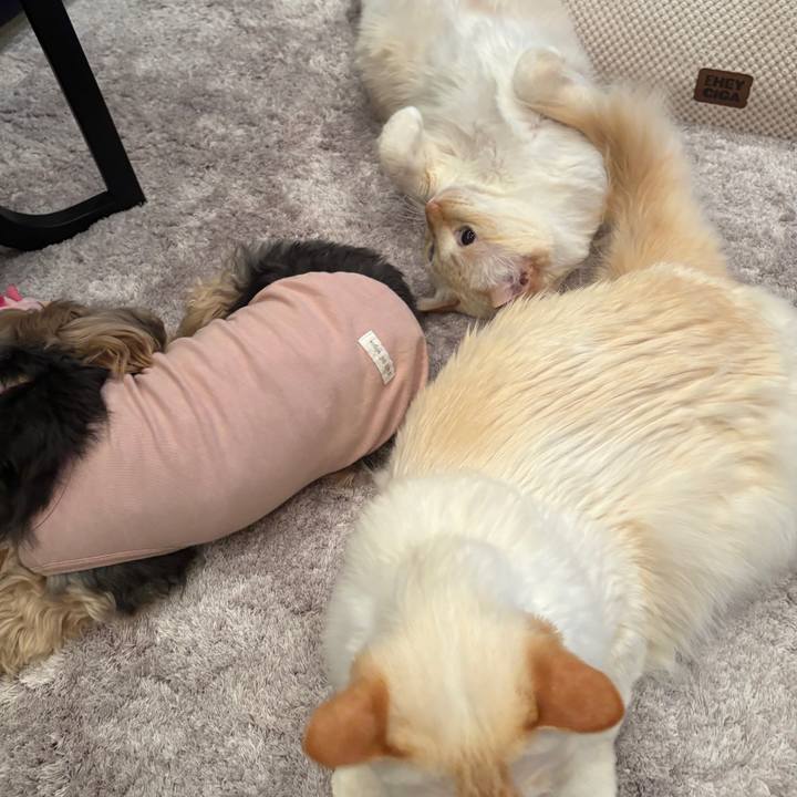 B697a897 706b 4bff bd99 e256d04e2917 1765229427051