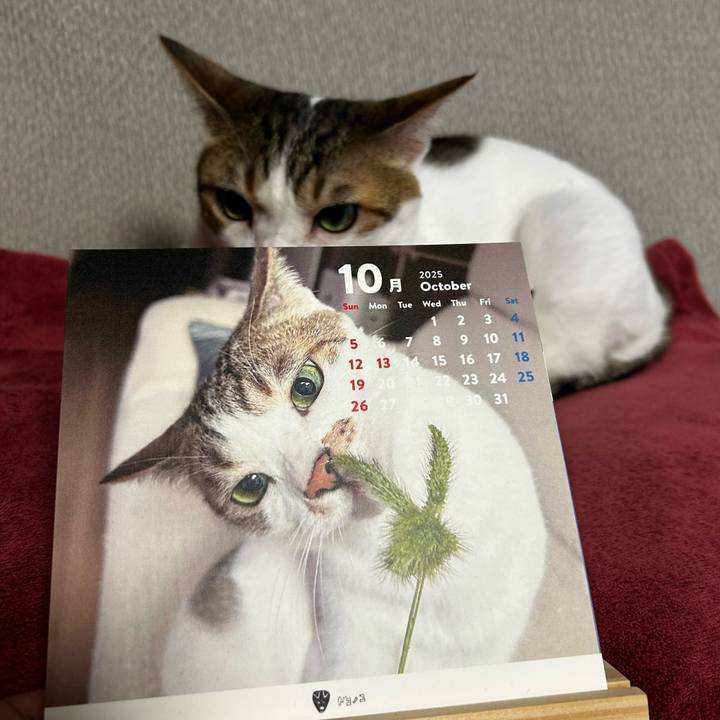 B69a28aa 34ee 449f ae9e a0b9278e3ade 1761861622010