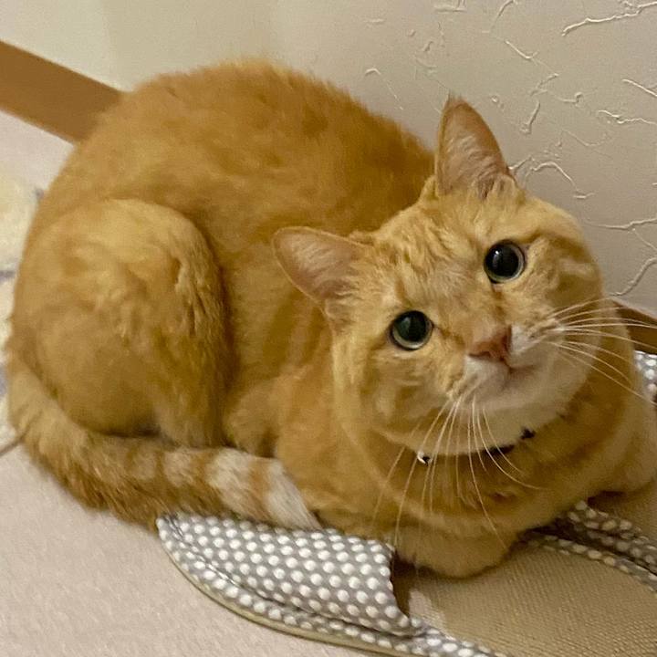 B69a2976 2c2e 4caa ac8b 8bbfd7b12436 1696593715694