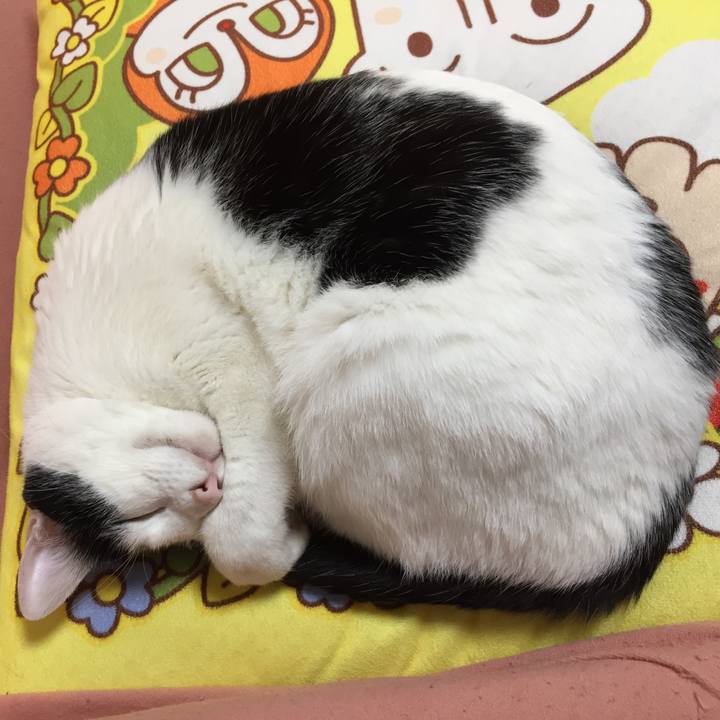 B69ee88b 4774 4890 9f3b e3a5af522248 1524309408171