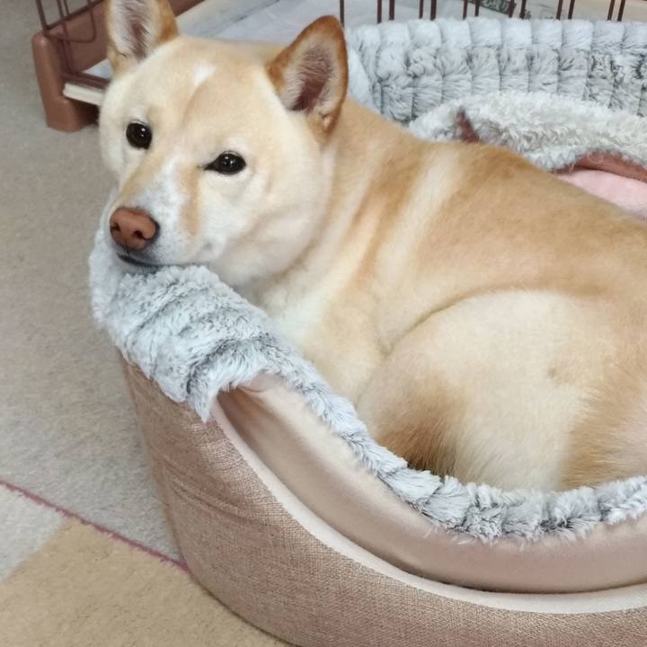 B6a1dbd2 fad8 4bac 9c3c 8aeaa87f91a9 1588207634820