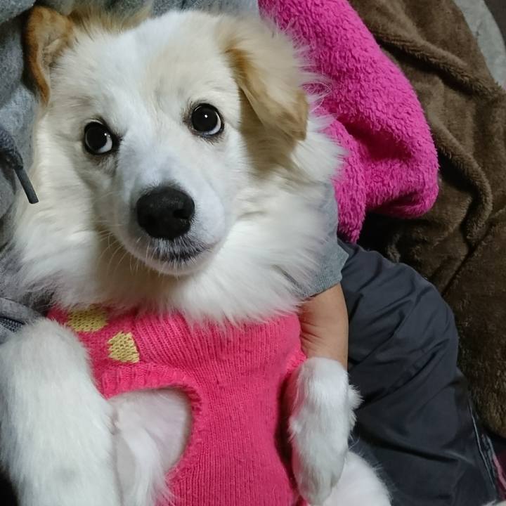 B6a5e8fe d9ea 4cde 86dd f2d40665a0dd 1514409966593