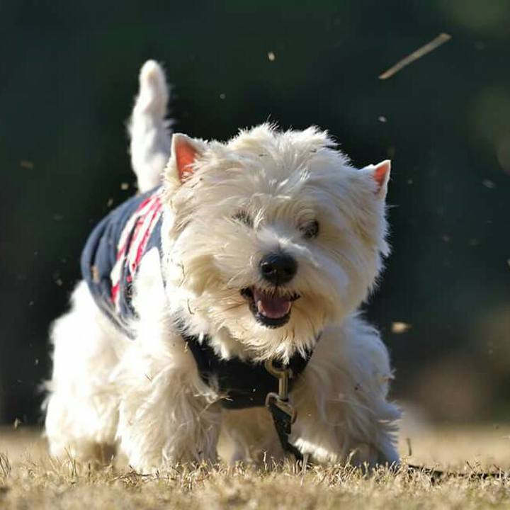 B6adecc3 ec79 4cfe bb37 46e586cabe76 1512952266018