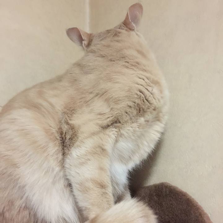 B6b12a7b 80b8 480a 909e 62fc44033725 1512730165712