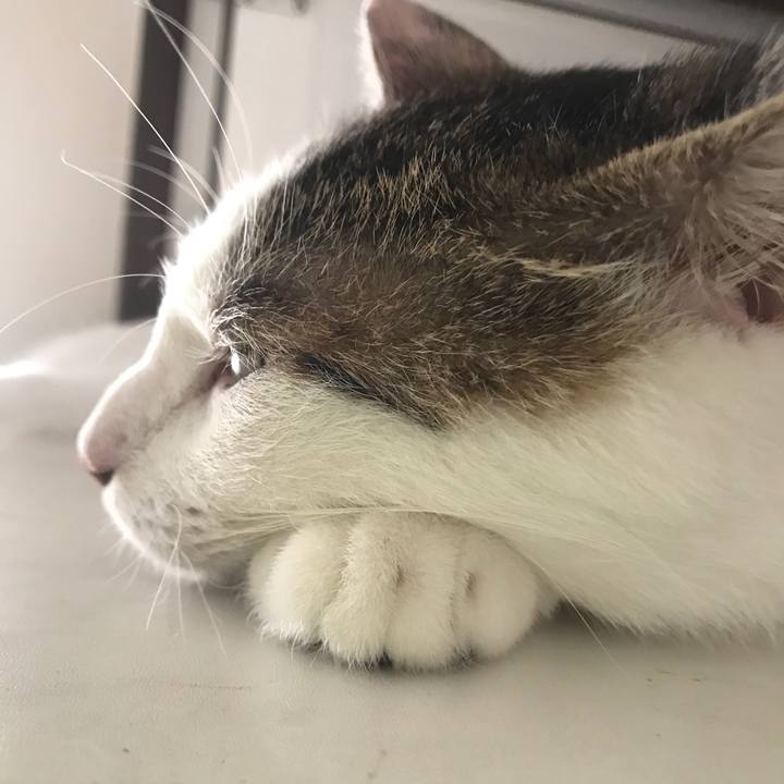 B6b1786f c048 40da be8b e0c816e2322e 1535154318063