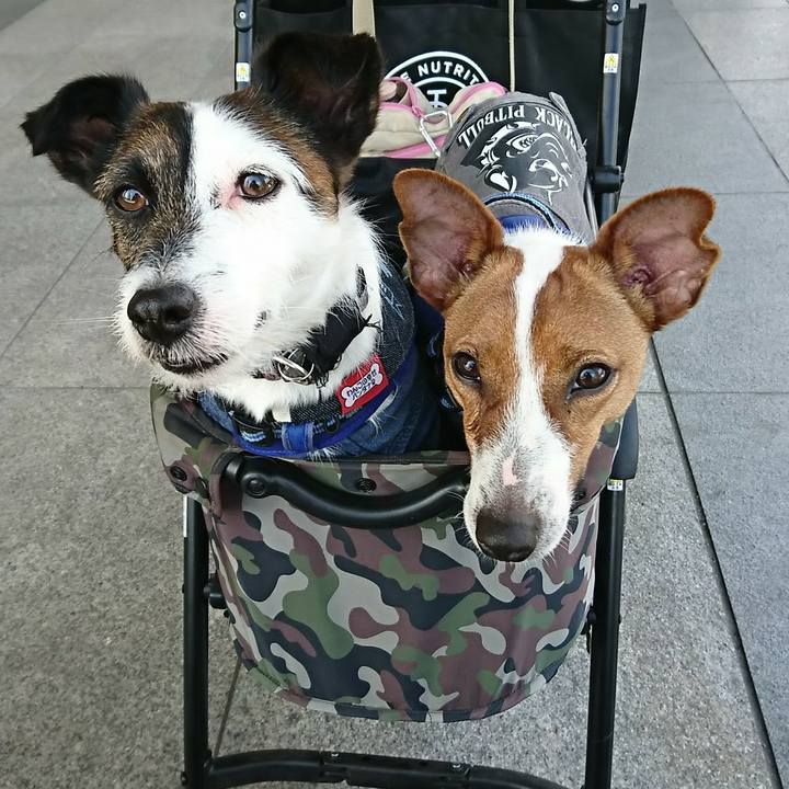 B6b64620 e4db 40d0 9ed5 6fa3dd744783 1525605555019