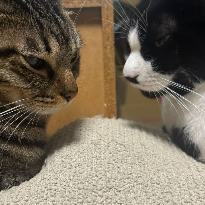 B6b84e92 6cf5 45f0 9ae4 aabfe185d282 1765604101844