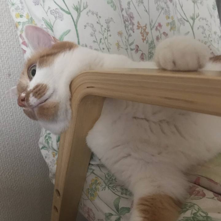 B6b8c158 ab0e 4466 98f5 481d8a6630d4 1586307461871