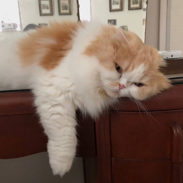 B6bbd7d8 fb5d 4dd4 90d5 dad27d7665a8 1597385264707