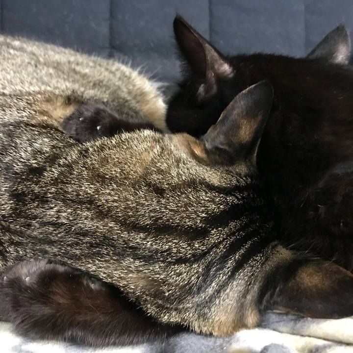 B6bdf989 ac2e 4d51 bc61 761dfd83beb5 1513958272169