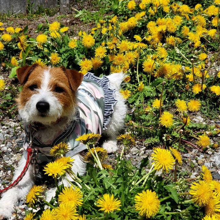 B6c3d044 ae0a 4938 a61d ad754b833bfa 1556416936220