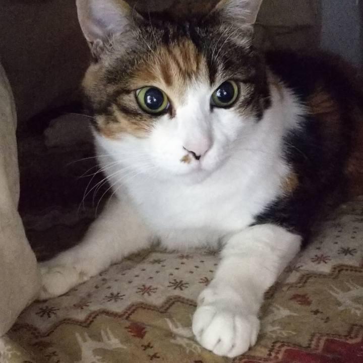 B6c86cce 982f 4a97 a3f3 4cf711bd97f5 1554950449536