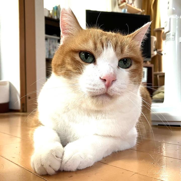 B6c9579a f6fb 4a07 b12e b4b40fb12006 1763088095048