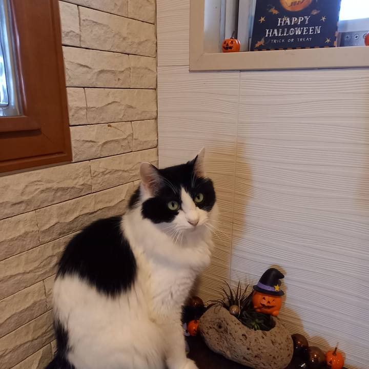 B6caa88c 1217 4988 9bbf 1b60b781c435 1603935852928