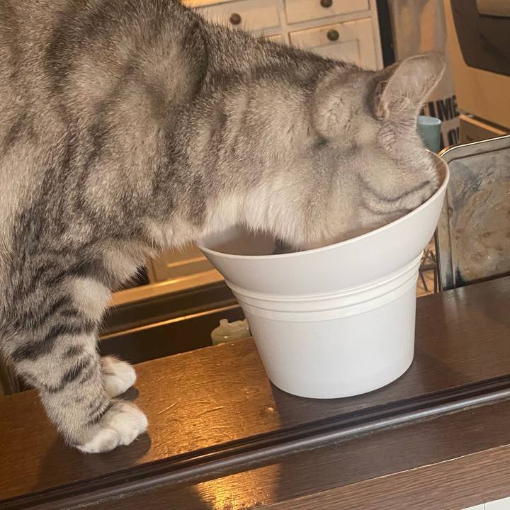 B6cb15e8 f969 4c95 b118 ce4f6e35cd1e 1717539366575