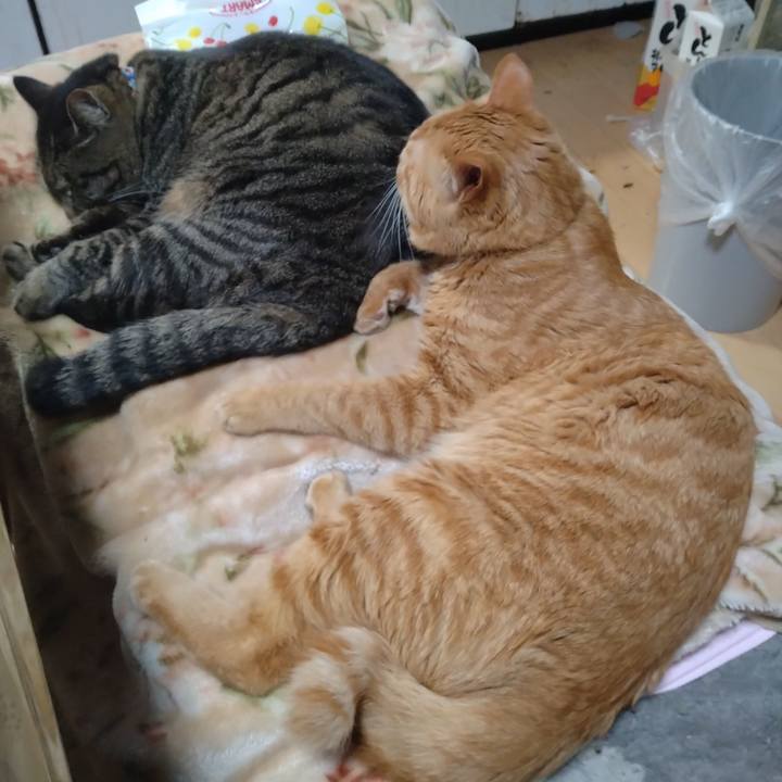 B6cc17a6 20c2 46eb 9d0a 8a250e177f07 1673852828869