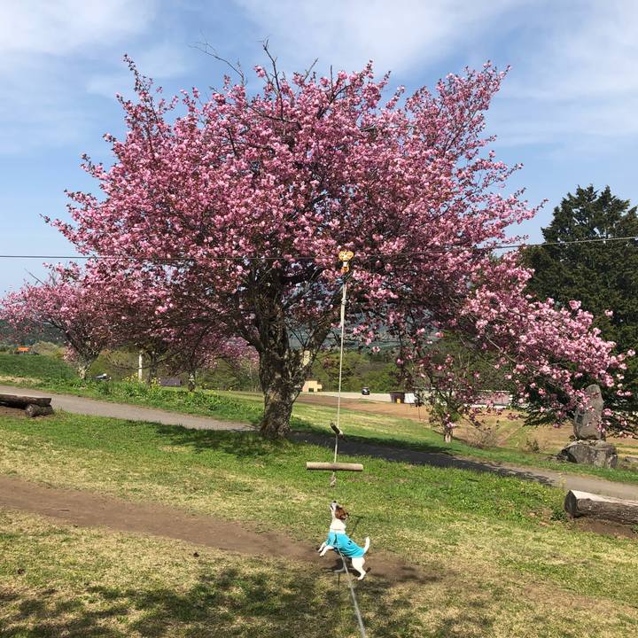 B6cfe35f 061e 4a00 a3d2 a49a3f83325b 1557734366713