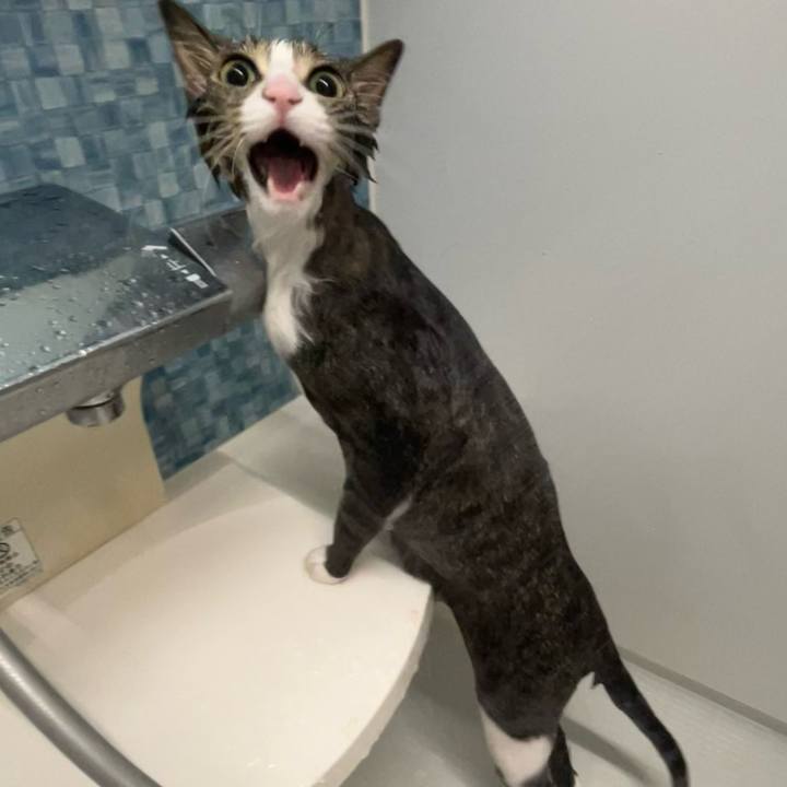 B6d17814 6ba3 4284 a44e cfea070fc86c 1760350547603