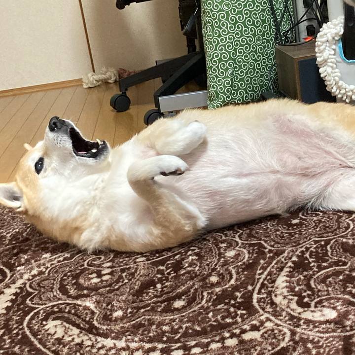 B6d76c18 1763 4be9 84d1 dbb335d5f629 1612224288675