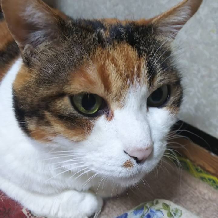 B6dbde95 aa17 4b48 86da f4a1c40ff6ea 1570485348636