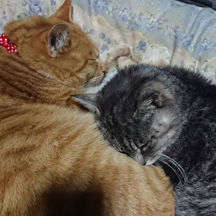 B6dce78a d838 4ceb be16 df5140fcef87 1576497727949