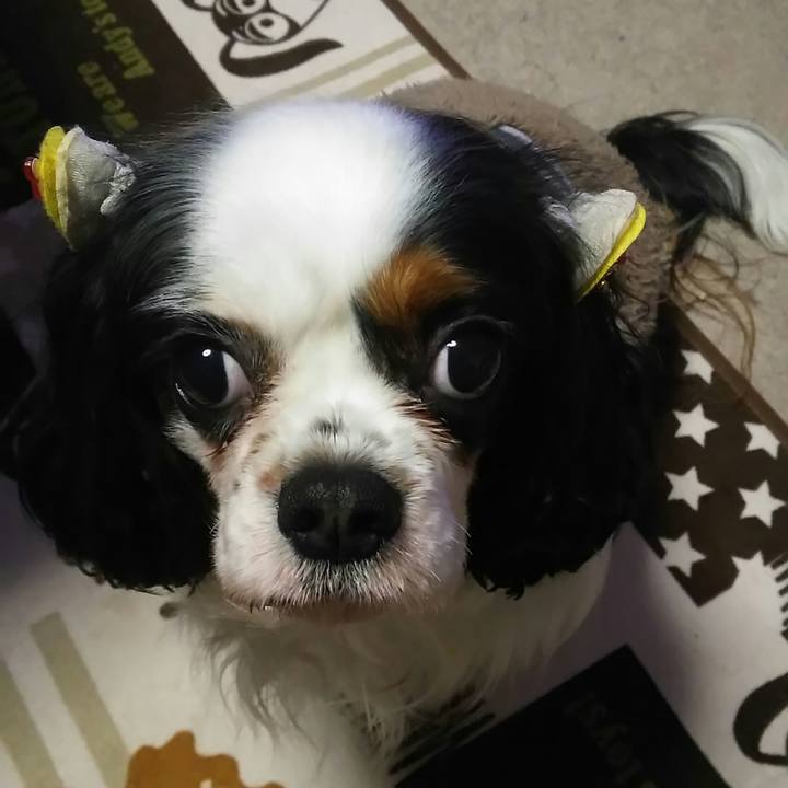 B6dd00d2 9723 4f65 bc71 c2b5f2be0147 1519186968959