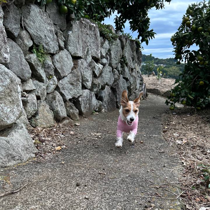 B6dd9a75 108b 49b2 8efb 9b45fc66803c 1761701389753