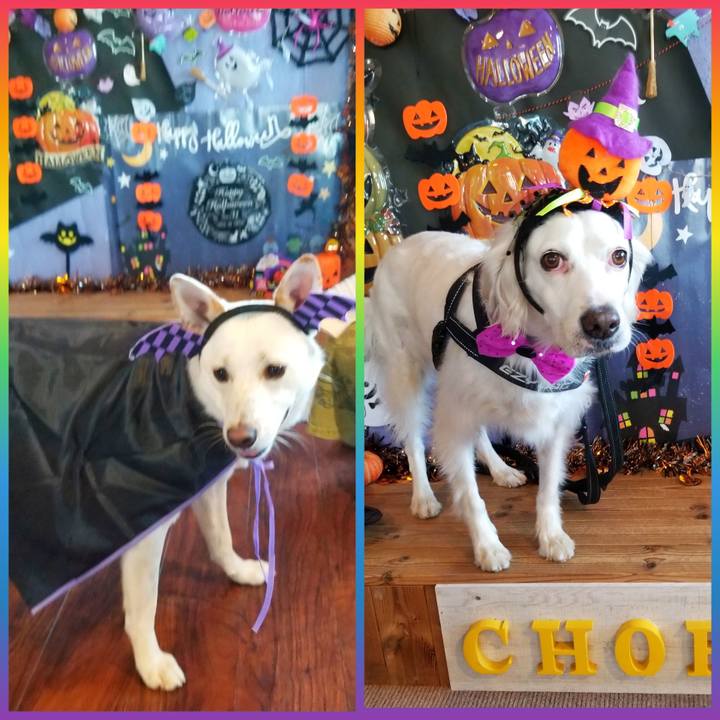 B6e14138 ec0b 4762 b9fc 7d43855ea4cd 1604152414019