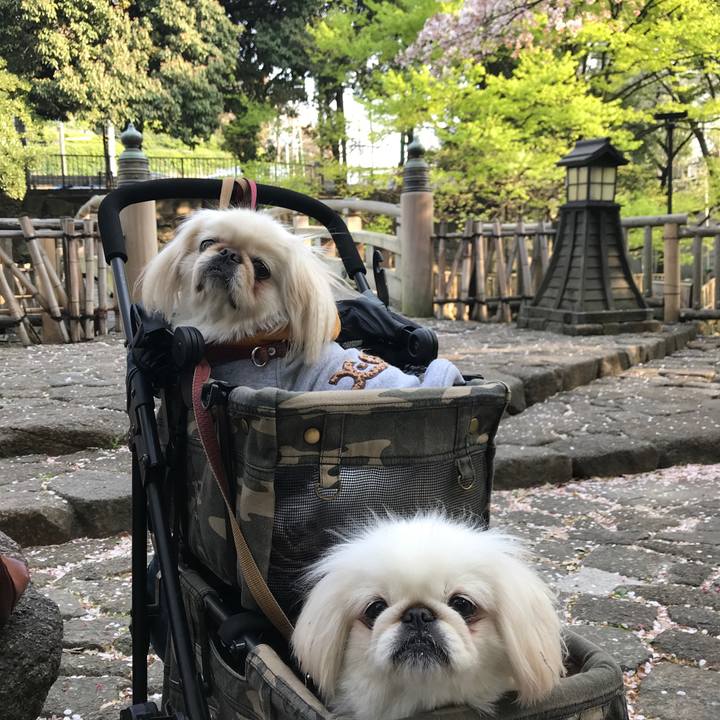 B6e2bcd1 6605 4b6c b47b cf422b6c032e 1522763906654