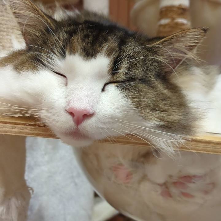 B6ecf31c e546 4111 abd1 9dad485bdf5d 1762517126589